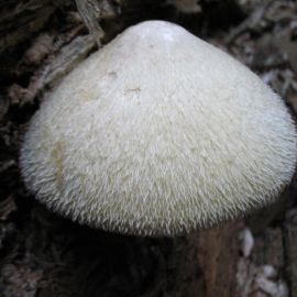 Вольвариелла шелковистая гриб (54 фото)