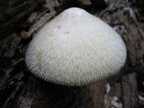 Вольвариелла шелковистая гриб (54 фото)