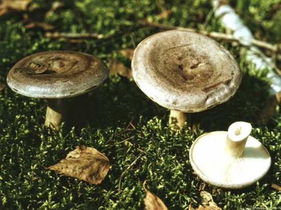 Соленики грибы (48 фото)