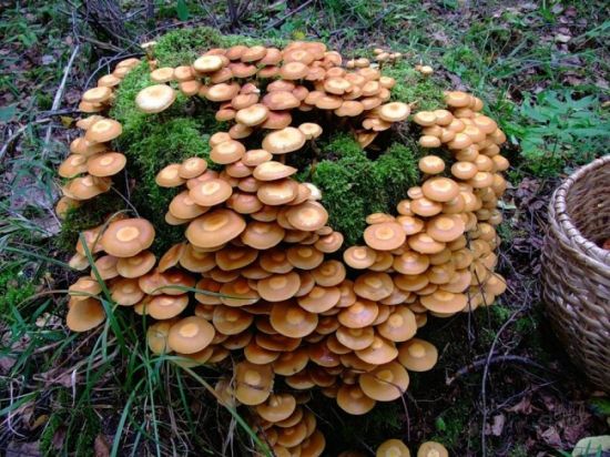 Северные опята грибы (56 фото)