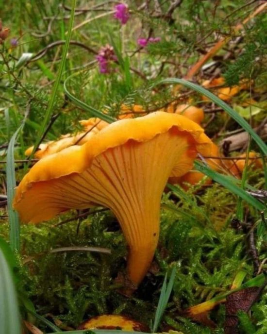 Большая лисичка гриб (50 фото)