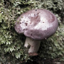Лубянка гриб (52 фото)