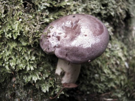 Лубянка гриб (52 фото)