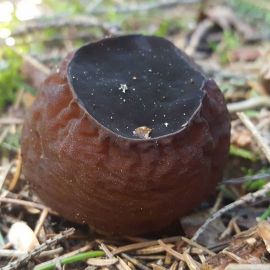 Молодильный гриб саркосома (55 фото)