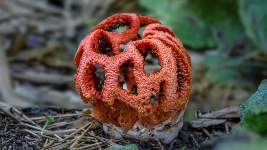 Поддубки грибы (51 фото)