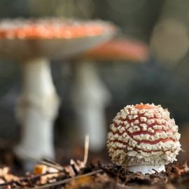 Краснухи грибы (56 фото)