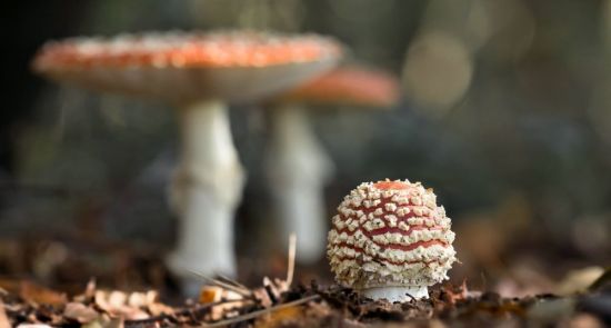 Краснухи грибы (56 фото)