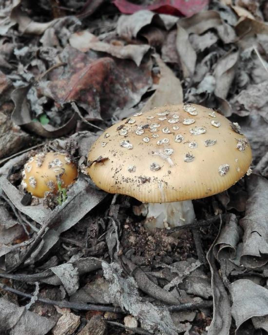 Желтоватые грибы (47 фото)