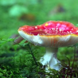Красный тонкий гриб (44 фото)
