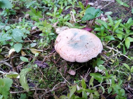 Рыжик еловый бореальные грибы (51 фото)