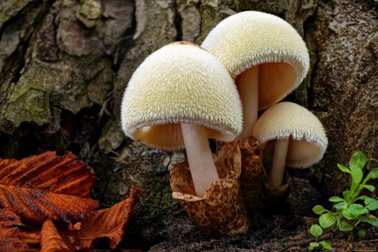 Вербовик гриб (42 фото)