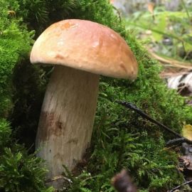 Белопольский белый гриб (58 фото)