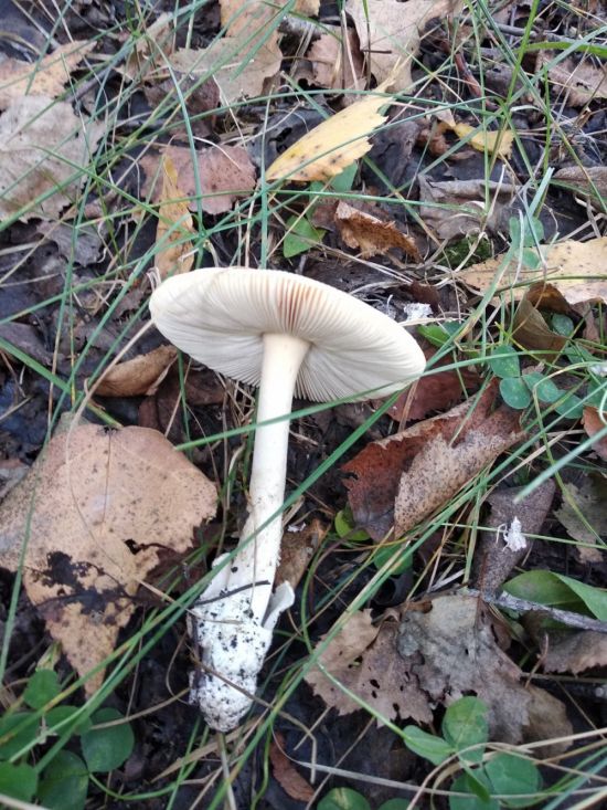 Белые тонкие грибы (42 фото)