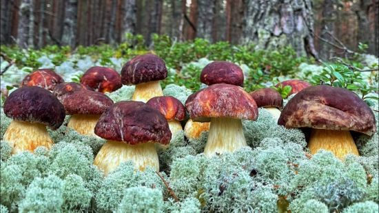 Весенние белые грибы (53 фото)