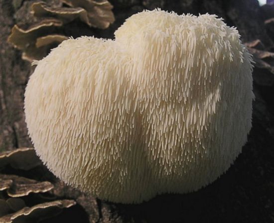 Мохнатый гриб (51 фото)