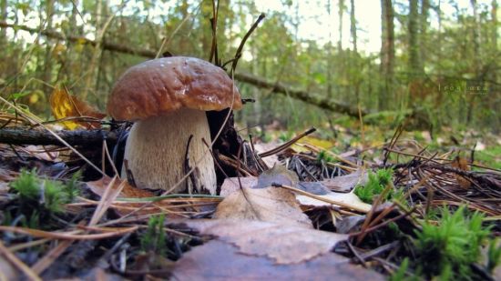 Ранние грибы (54 фото)