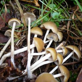 Галюцагенные грибы (46 фото)