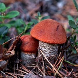 Подосиновик красноголовик грибы (54 фото)
