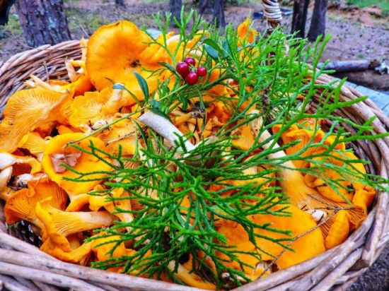 Лисички грибы в корзине (35 фото)