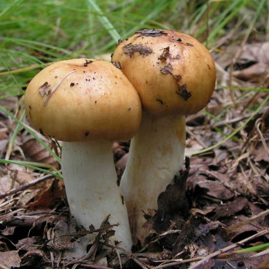 Астраханский валуй гриб (54 фото)