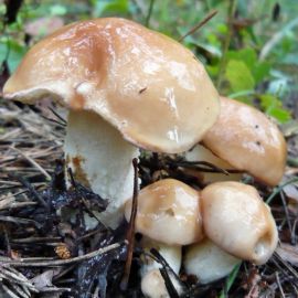 Склизкие грибы (54 фото)