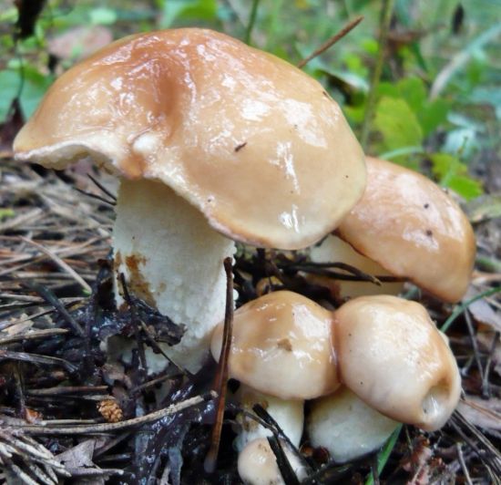 Склизкие грибы (54 фото)