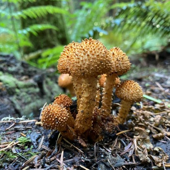 Чешуйчатка чешуйчатая гриб (58 фото)