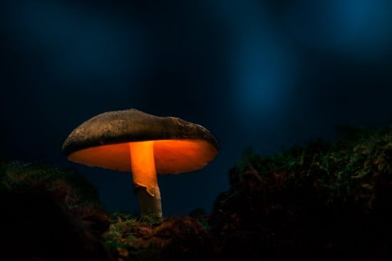 Темные грибы (53 фото)