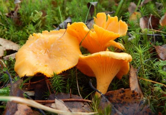 Лисичка желтеющая гриб (52 фото)