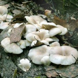 Белый волнистый гриб (55 фото)