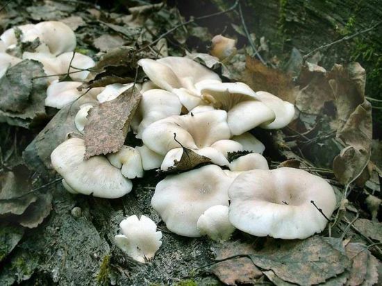 Белый волнистый гриб (55 фото)