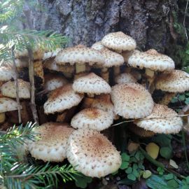 Золотая чешуйчатка гриб (55 фото)