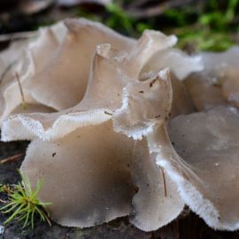 Ежовик белоножковый гриб (54 фото)