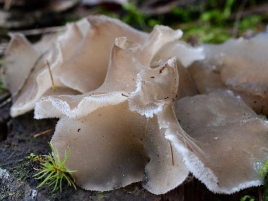 Ежовик белоножковый гриб (54 фото)