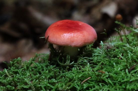 Карелия красный гриб (44 фото)