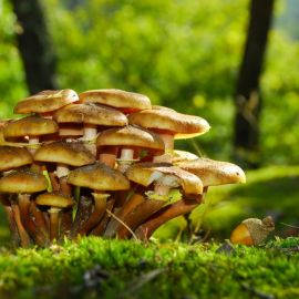 Опята шляпочные грибы (49 фото)