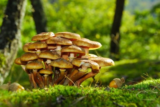 Опята шляпочные грибы (49 фото)