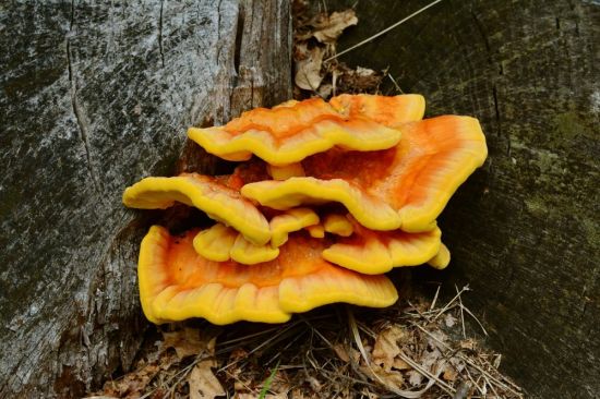 Желтый гриб на дубе (42 фото)