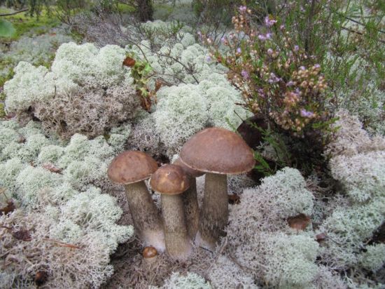 Грядушки грибы (43 фото)