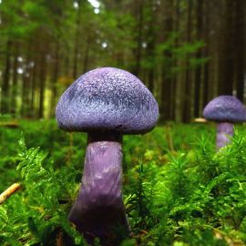 Неизвестные грибы (49 фото)