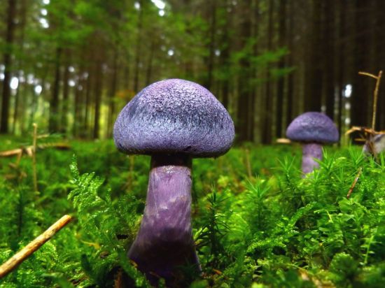 Неизвестные грибы (49 фото)