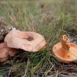 Крымские рыжики грибы (50 фото)
