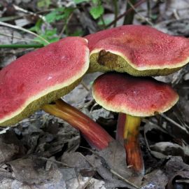 Красный трубчатый гриб (49 фото)