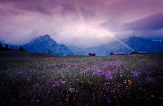Фиолетовые цветы в горах (43 фото)