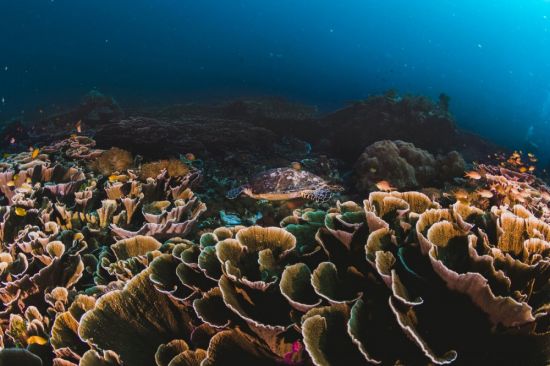 Остров образованный кораллами (50 фото)