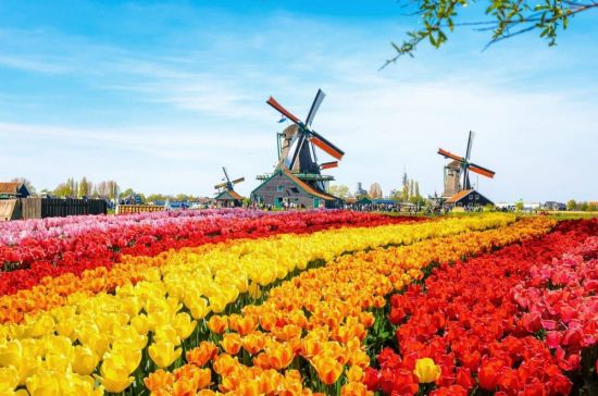 Цветы голландии (70 фото)