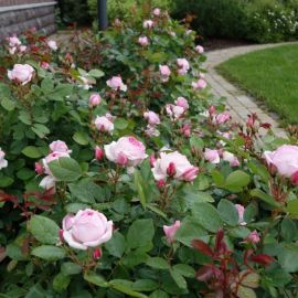 Роза канадская прейри джой (76 фото)