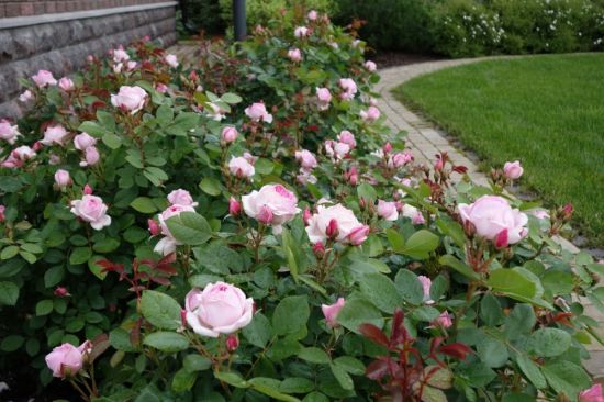 Роза канадская прейри джой (76 фото)