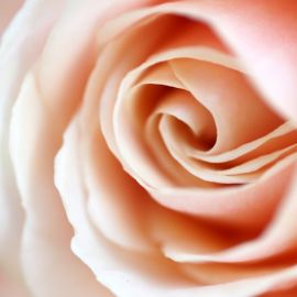 Роза чайная цветок (75 фото)
