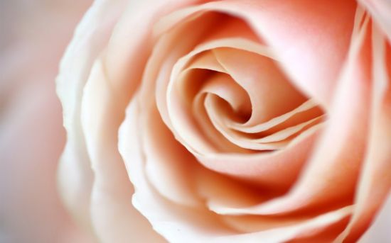 Роза чайная цветок (75 фото)